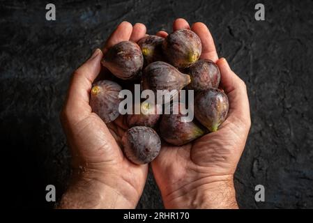 Die Hände des Mannes halten frische Feigen der Sorte Bordissot Black Rimada auf schwarzem Hintergrund. Draufsicht Stockfoto