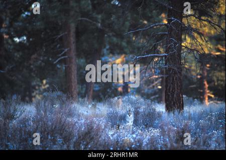 Cojote, Canis latrans, Rancho Las Hierbas, Zentral-Oregon, Bend, Oregon, USA Stockfoto