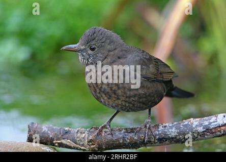 Eurasischer Schwarzvogel (Turdus merula) immture Weibchen thront auf Stock über Teich Eccles-on-Sea, Norfolk, UK. September Stockfoto