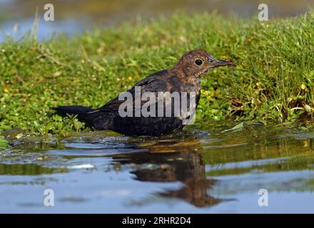 Eurasischer Schwarzvogel (Turdus merula) Junges Männchen, das im Teich Eccles-on-Sea badet, Norfolk, Vereinigtes Königreich. September Stockfoto