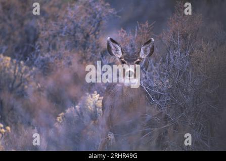 USA, Pazifischer Nordwesten, Oregon, Zentral-Oregon, Mule Deer, Odocoileus hemionus Stockfoto