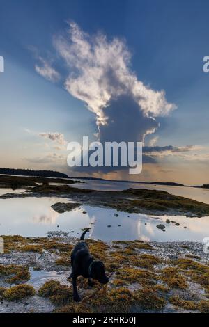 Naskeag Point, Brooklin, Deer Isle, midcoast Maine, USA. Stockfoto