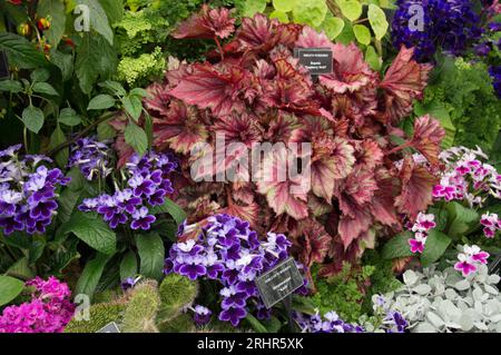 Southport Flower Show war vollgepackt mit bunten Blumen- und Pflanzendarstellungen, die am Eröffnungstag von 1000 Besuchern besucht wurden. (Terry Scott/SPP) Credit: SPP Sport Press Photo. Alamy Live News Stockfoto