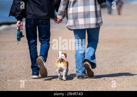 Kleiner Hund mit seinen Besitzern, Stockfoto