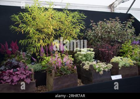 Southport Flower Show war vollgepackt mit bunten Blumen- und Pflanzendarstellungen, die am Eröffnungstag von 1000 Besuchern besucht wurden. (Terry Scott/SPP) Credit: SPP Sport Press Photo. Alamy Live News Stockfoto