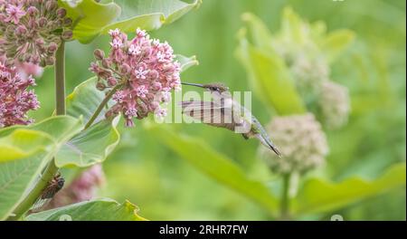 Weibliche rubinartige Kolibri-Fütterung von gemeinem Milkweed in Nord-Wisconsin. Stockfoto