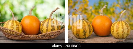 Orangefarbene und gestreifte dekorative Kürbisse auf einem Holztisch in Korbgeflecht mit verschwommenem Gartenhintergrund Stockfoto