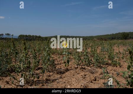 Girona, Spanien. August 2023. Eine wilde Sonnenblume wird auf einem Getreideanbaufeld auf der Straße nach Vilopriu gesehen. Katalonien lebt in einer großen Dürre und unter den ersten notstandszuständen aufgrund von Wassermangel. In 22 Gemeinden wird in den Beschränkungen ein maximaler Wasserverbrauch von 200 Litern pro Person und Tag festgelegt. (Foto: Paco Freire/SOPA Images/SIPA USA) Credit: SIPA USA/Alamy Live News Stockfoto