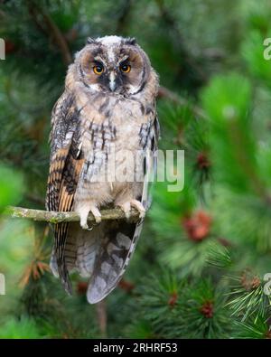 Juvenile Long-Eared Owl (Asio otus) Peak District, England. Stockfoto