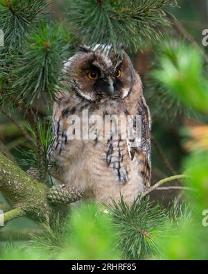 Juvenile Long-Eared Owl (Asio otus) Peak District, England. Stockfoto