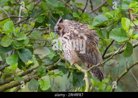 Juvenile Long-Eared Owl (Asio otus) Peak District, England. Stockfoto