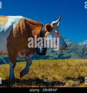 Kuh auf Hochgebirgswiese in den Schweizer Alpen aus nächster Nähe Stockfoto