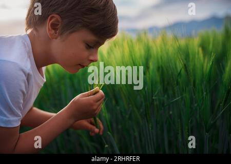 Porträt eines niedlichen Jungen mit Stachel einer Getreidepflanze auf einem Feld Stockfoto