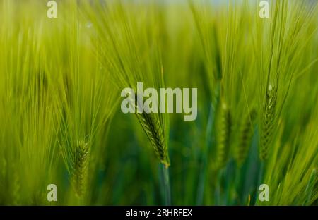 Spikelets in der Nahansicht des Feldes Stockfoto