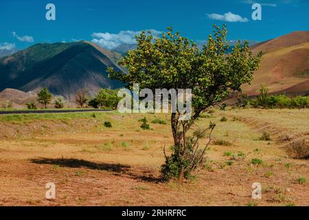 Wilder Aprikosenbaum auf Gebirgshintergrund in Kirgisistan Stockfoto