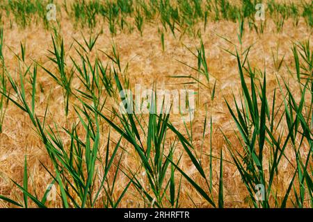 Feld mit trockenem und frischem grünem Gras Stockfoto