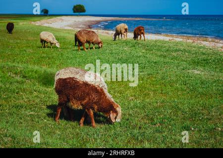 Schafe weiden im Sommer am Seeufer Stockfoto