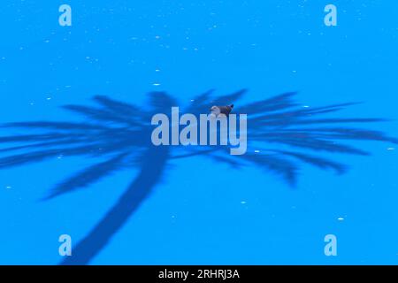 Palmenschatten, der auf einer ungefüllten Salzwasser-Lagune im Mediterranen Maritimen Park gegossen wird, vervollständigt eine stillstehende Möwe die Illusion eines Vogels in einem Baum. Stockfoto