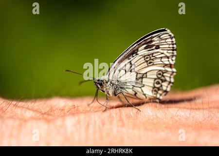 Schmetterling ist auf dem Arm des Menschen. Melanargia galathea, der marmorierte weiße Schmetterling, ist ein mittelgroßer Schmetterling aus der Familie der Nymphalidae. Nahaufnahme eines marmorierten Weißen Stockfoto