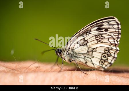 Schmetterling ist auf dem Arm des Menschen. Melanargia galathea, der marmorierte weiße Schmetterling, ist ein mittelgroßer Schmetterling aus der Familie der Nymphalidae. Nahaufnahme eines marmorierten Weißen Stockfoto