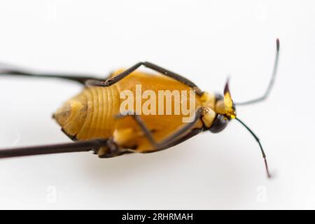 Wasserinsekten der Familie der Gerridae, bekannt als Schneider, Wasserläufer und Jesus Bug, und in Brasilien werden sie als Wasserspinne oder Jesus-Insekt bezeichnet. Stockfoto