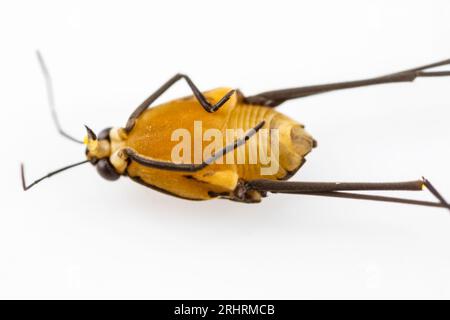 Wasserinsekten der Familie der Gerridae, bekannt als Schneider, Wasserläufer und Jesus Bug, und in Brasilien werden sie als Wasserspinne oder Jesus-Insekt bezeichnet. Stockfoto