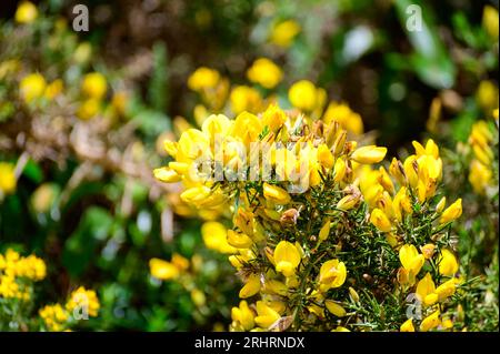 Die gelben Blumen von Ulex, gemeinhin als Gorse, Furze oder Whine bekannt, sind die Gattung der blühenden Pflanzen der Familie Fabaceae. Stockfoto