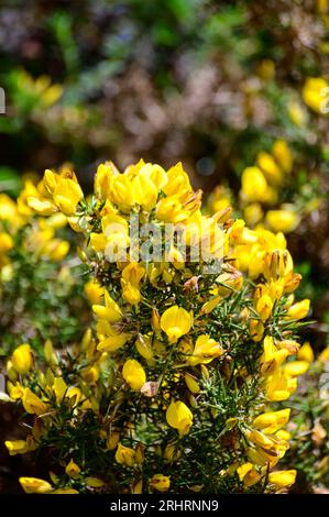 Die gelben Blumen von Ulex, gemeinhin als Gorse, Furze oder Whine bekannt, sind die Gattung der blühenden Pflanzen der Familie Fabaceae. Stockfoto