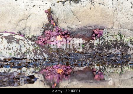 Violette und orange Sterne auf den Felsen bei Ebbe in der Nähe von Ketchikan, Alaska Stockfoto