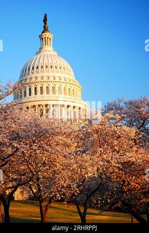 Die Kuppel des Kapitols der Vereinigten Staaten, ein Symbol der amerikanischen Demokratie und Politik, ist im Frühjahr von rosa Kirschblüten umgeben Stockfoto