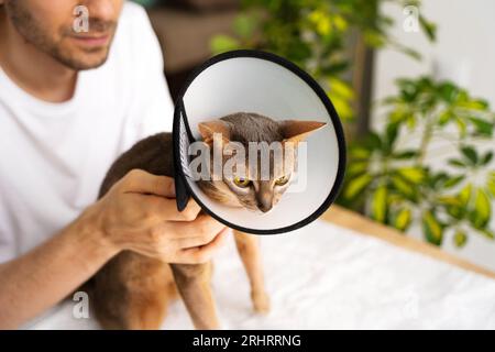 Ein fürsorglicher Besitzer hält eine Abessinierkatze nach einer Operation mit einem Kegel vorsichtig in der Hand. Tiergesundheit, Tierpflegekonzept, Veterinärmedizin, gesunde Anima Stockfoto