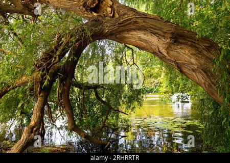 weidenbaum in und an der Lahn, Deutschland, Hessen, Limburg an der Lahn Stockfoto