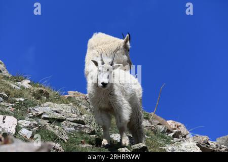 Ziegen-Begegnungen oberhalb des Arapahoe-Beckens Stockfoto