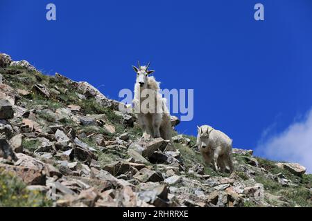 Ziegen-Begegnungen oberhalb des Arapahoe-Beckens Stockfoto