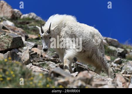 Ziegen-Begegnungen oberhalb des Arapahoe-Beckens Stockfoto