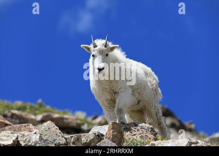 Ziegen-Begegnungen oberhalb des Arapahoe-Beckens Stockfoto