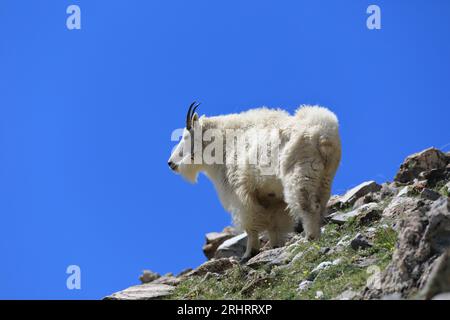 Ziegen-Begegnungen oberhalb des Arapahoe-Beckens Stockfoto