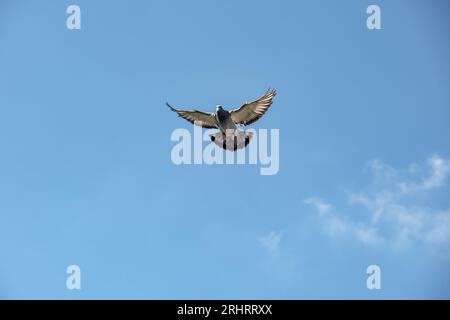 Die Brieftaube kommt nach Hause und breitet ihre Flügel gegen den blauen Himmel aus Stockfoto