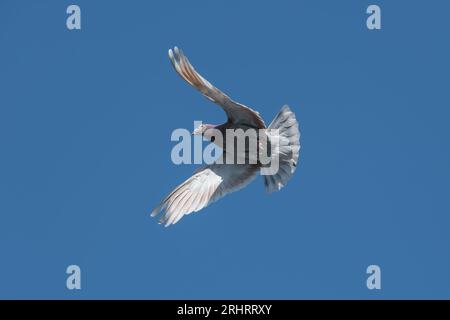 Die Brieftaube kommt nach Hause und breitet ihre Flügel gegen den blauen Himmel aus Stockfoto