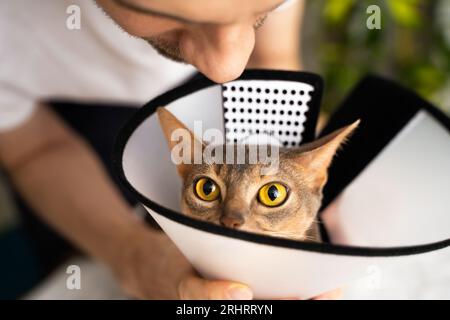Nahaufnahme einer lustigen Abessinierkatze, die einen Kegel trägt, während ihr fürsorglicher männlicher Besitzer sanft den Kragen um den Hals legt. Die Katze sieht entzückend aus Stockfoto