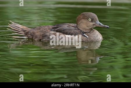 Merganser mit Kapuze (Mergus cucullatus, Lophodytes cucullatus), erwachsener männlicher Mann in Finsternis, der in Gefangenschaft schwimmt, von der Seite gesehen, Niederlande, Stockfoto