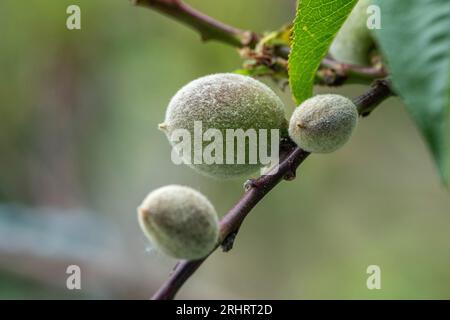 Pfirsich (Prunus persica), unreife, samtige Früchte auf einem Pfirsichbaum, Deutschland Stockfoto