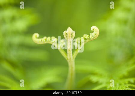 brackenfarn (Pteridium aquilinum), Jungvögel, Deutschland Stockfoto