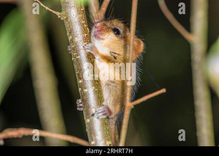 Dormaus, Haselnussdormaus (Muscardinus avellanarius), Jungtier, das einen Ast hochklettert, Seitenansicht, Deutschland Stockfoto