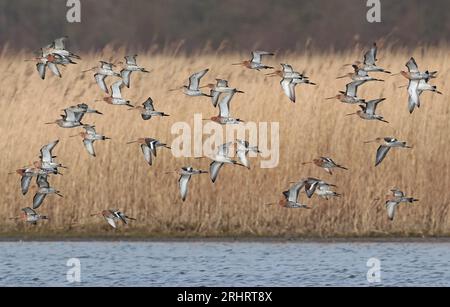 Schwarzschwanz (Limosa limosa), fliegende Herde über einem See, Niederlande, Nordholland Stockfoto