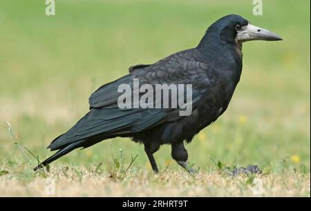 Turm (Corvus frugilegus), Erwachsener, der auf dem Gras steht, von der Seite gesehen, Niederlande, Groningen Stockfoto