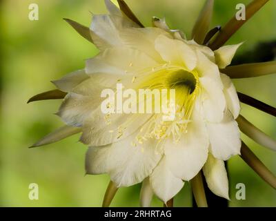 Nacht Blooming Cereus, Princess-of-the-Night, Queen-of-the-Night (Selenicereus mehrblütigen), Blume Stockfoto