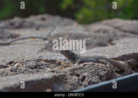 Nahaufnahme der Eidechse des östlichen Zauns (Sceloporus undulatus), die sich in der Sonne an der Steinmauer sonnt Stockfoto