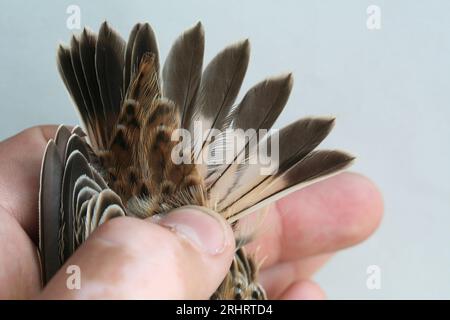 Winchat (Saxicola rubetra), Schwanzfedern eines gefangenen Weibchens, Niederlande Stockfoto