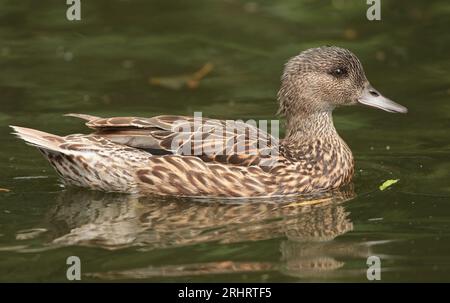 Falktes Teal, falkierte Ente (Anas falcata, Mareca falcata), schwimmendes Weibchen, Seitenansicht, Niederlande Stockfoto